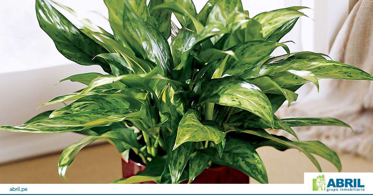 mejores plantas primer departamento aglaonema