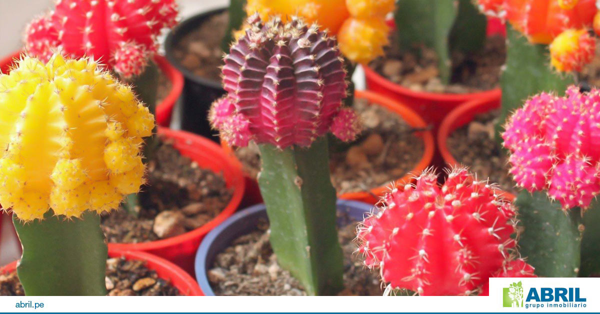 mejores plantas primer departamento cactus injertado
