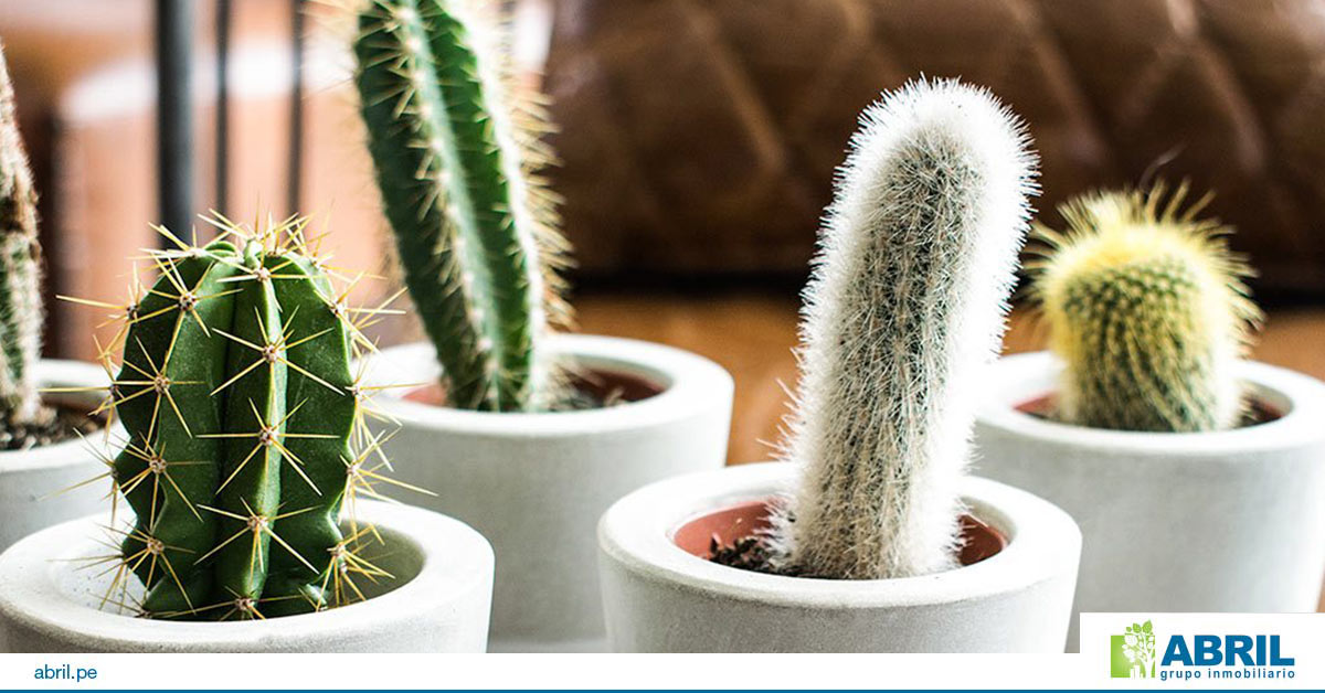 mejores plantas primer departamento cactus