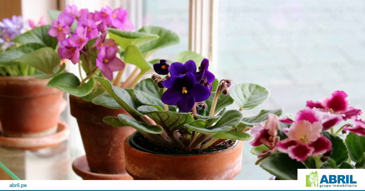 mejores plantas primer departamento violetas africanas